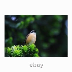 20-60x80 Spotting Scope withDual Speed Focus-Waterproof Fogproof for Bird Watching