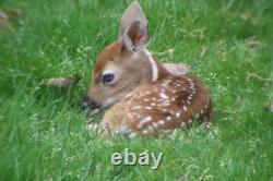 Konus, 20-60x 100mm Angled Spotting Scope Telescope with Aim Scope & Tripod