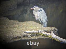 SVBony SA401 APO Spotting Scope, Double ED Glass, 20-60x85mm, Includes Hard Case